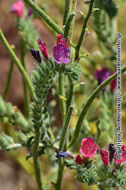 Λουλούδια στον Κουλούμπο Φωτογραφίες