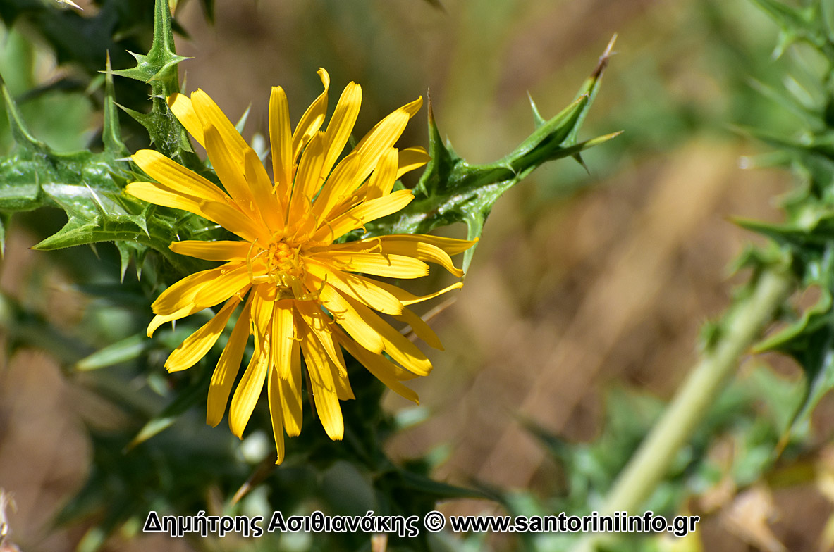 Λουλούδια στον Κουλούμπο Φωτογραφίες