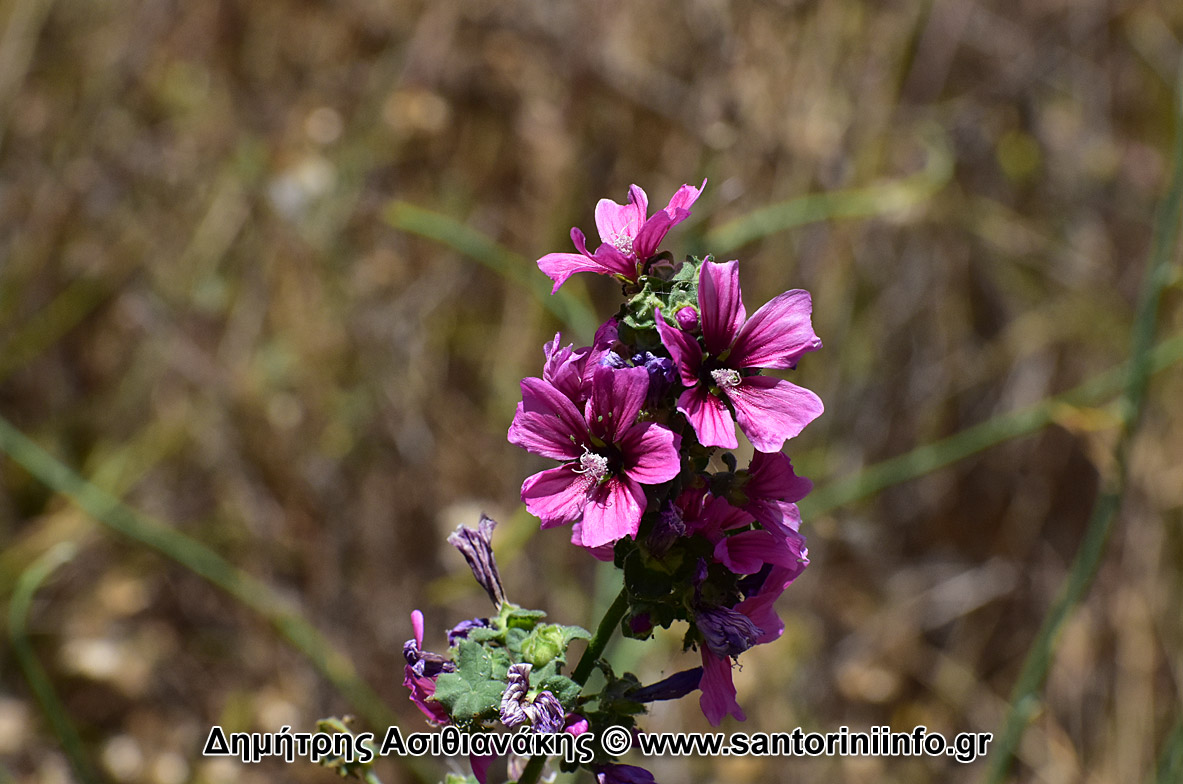 Λουλούδια στον Κουλούμπο Φωτογραφίες