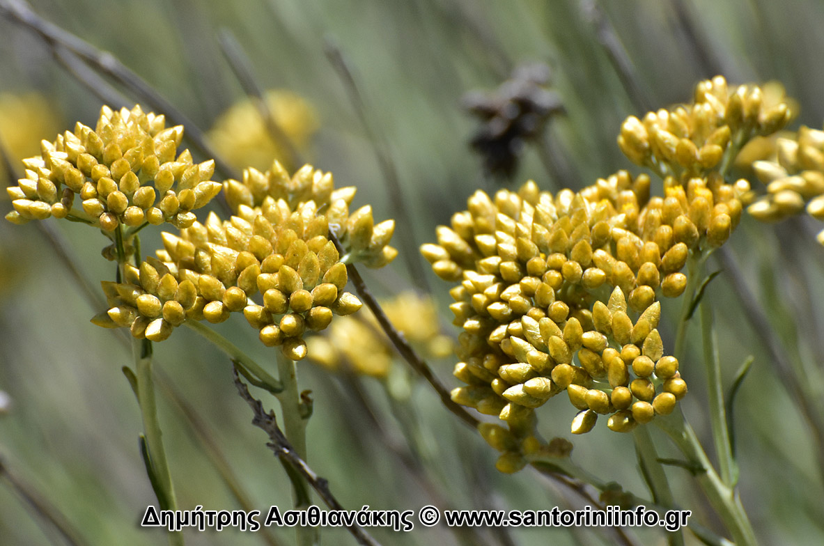 Λουλούδια στον Κουλούμπο Φωτογραφίες