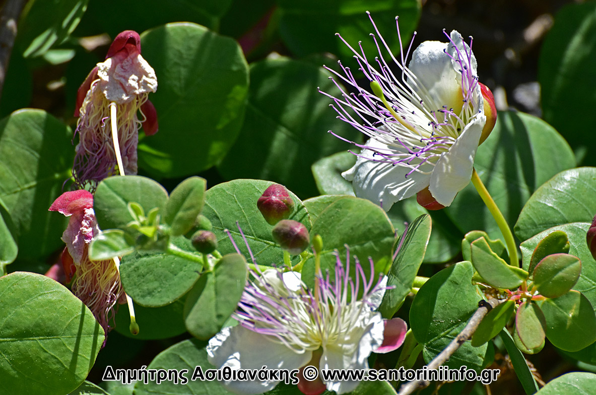 Λουλούδια στον Κουλούμπο Φωτογραφίες