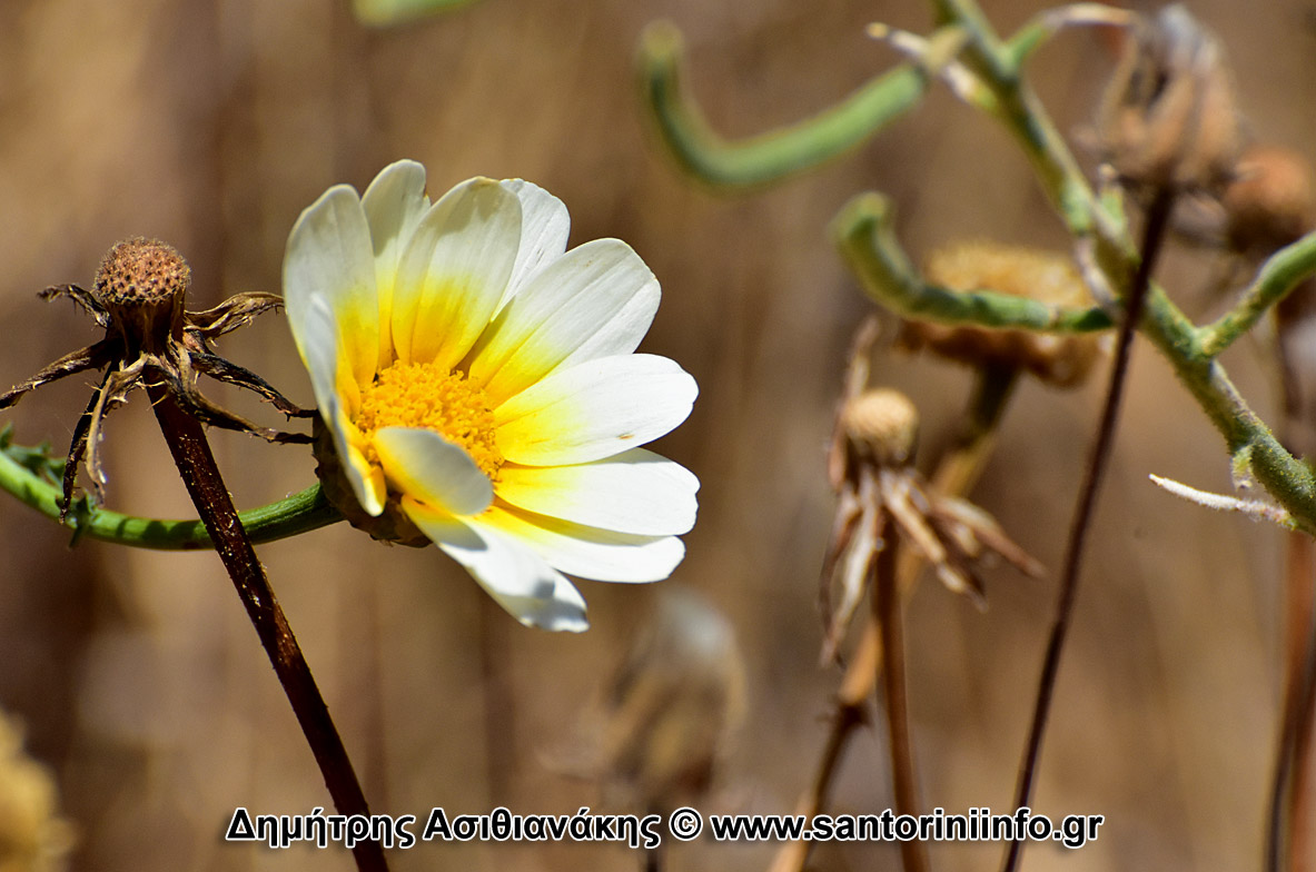 Λουλούδια στον Κουλούμπο Φωτογραφίες