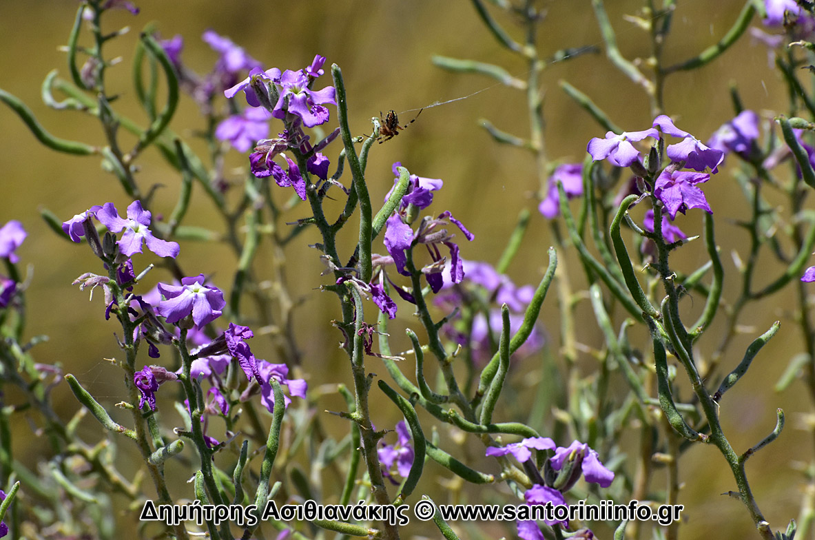 Λουλούδια στον Κουλούμπο Φωτογραφίες