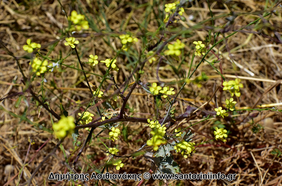 Λουλούδια στον Κουλούμπο Φωτογραφίες